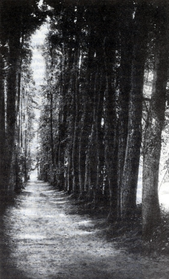 Ясная Поляна. Аллея в парке 'Клины', 1900-е гг.